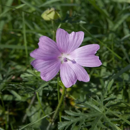 Apartment Romantic In Hambachtal *