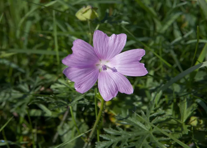 Apartment Romantic In Hambachtal *