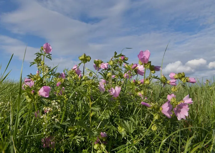 Romantic In Hambachtal *